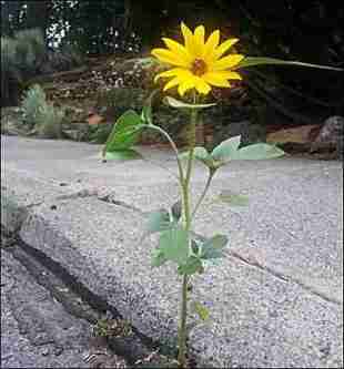 MARLYS FLOWER.jpg